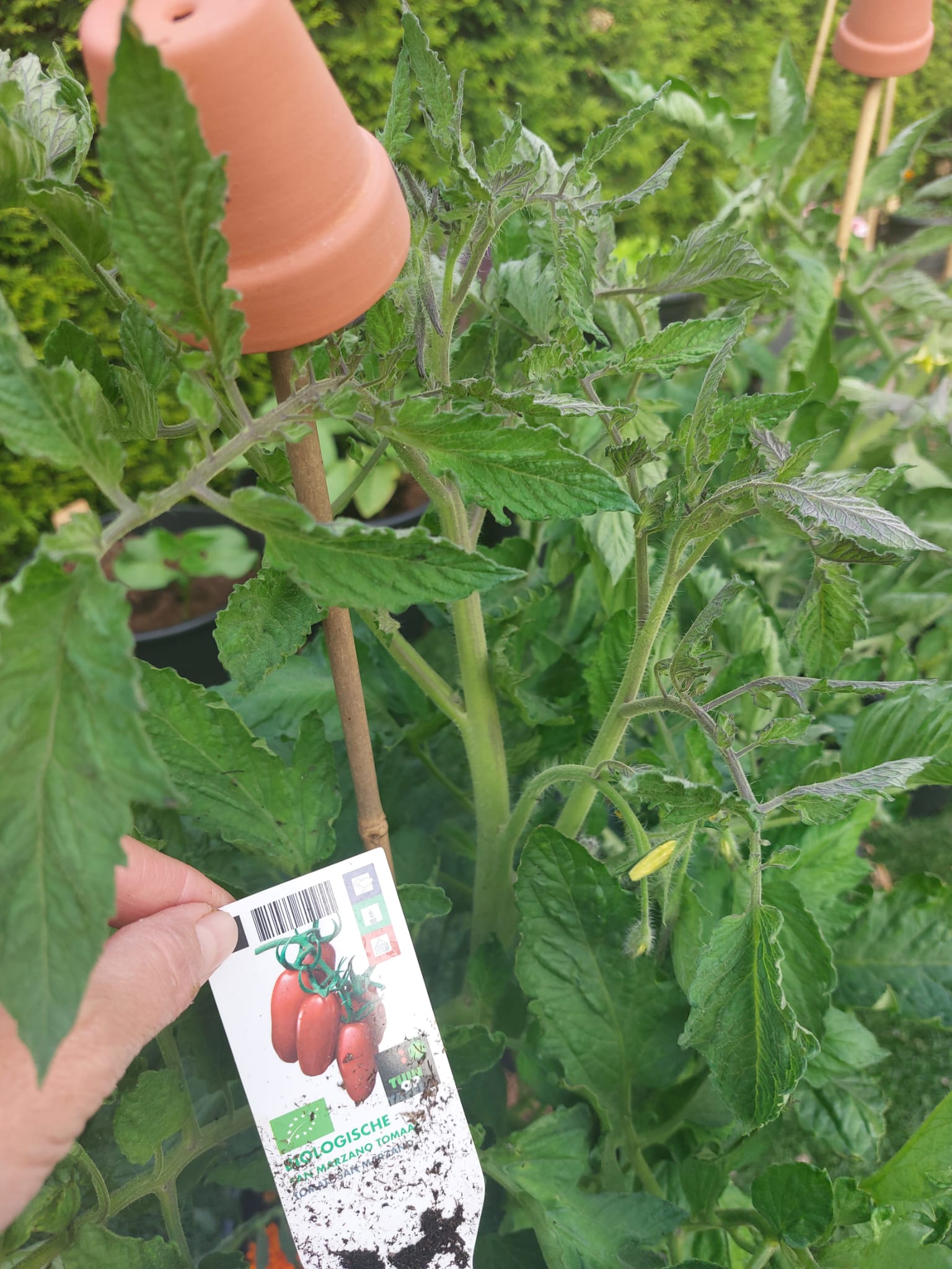 tomaten-paprikasoep met kruidenolie