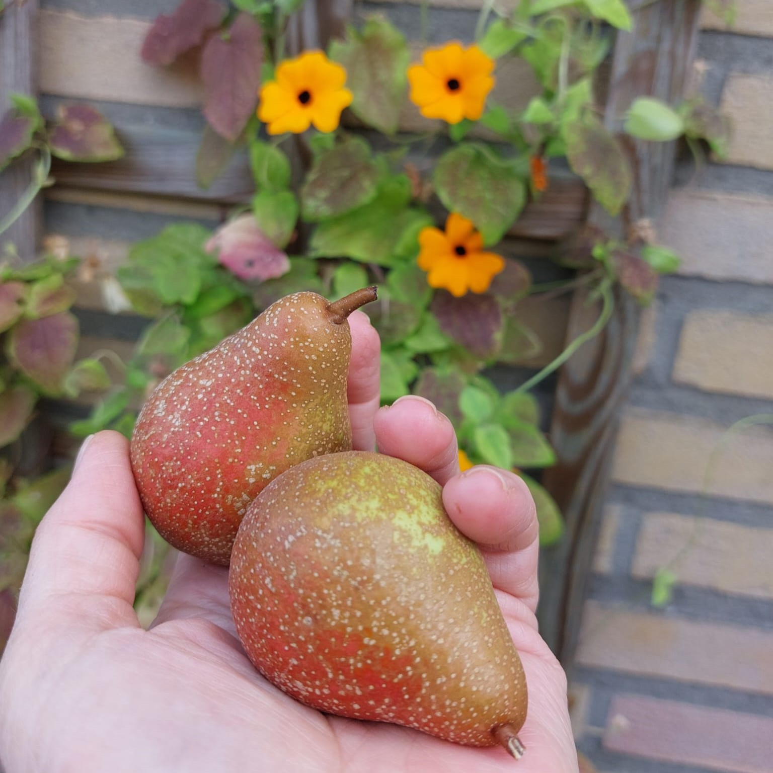 stoofpeertjes
